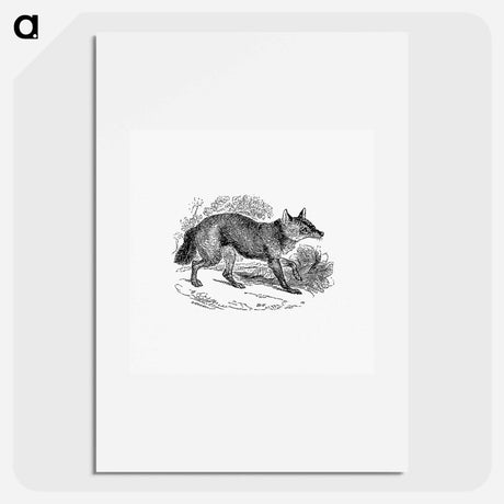 アートポスター-Jackal from The Land of the Lion; or, Adventures Among the Wild Animals of Africa
 - 大英図書館 Poster.