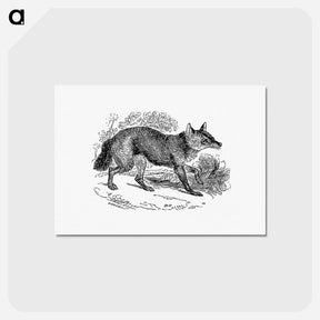 アートポストカード-Jackal from The Land of the Lion; or, Adventures Among the Wild Animals of Africa
 - 大英図書館 Postcard.