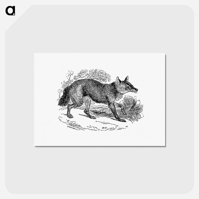 アートポストカード-Jackal from The Land of the Lion; or, Adventures Among the Wild Animals of Africa
 - 大英図書館 Postcard.