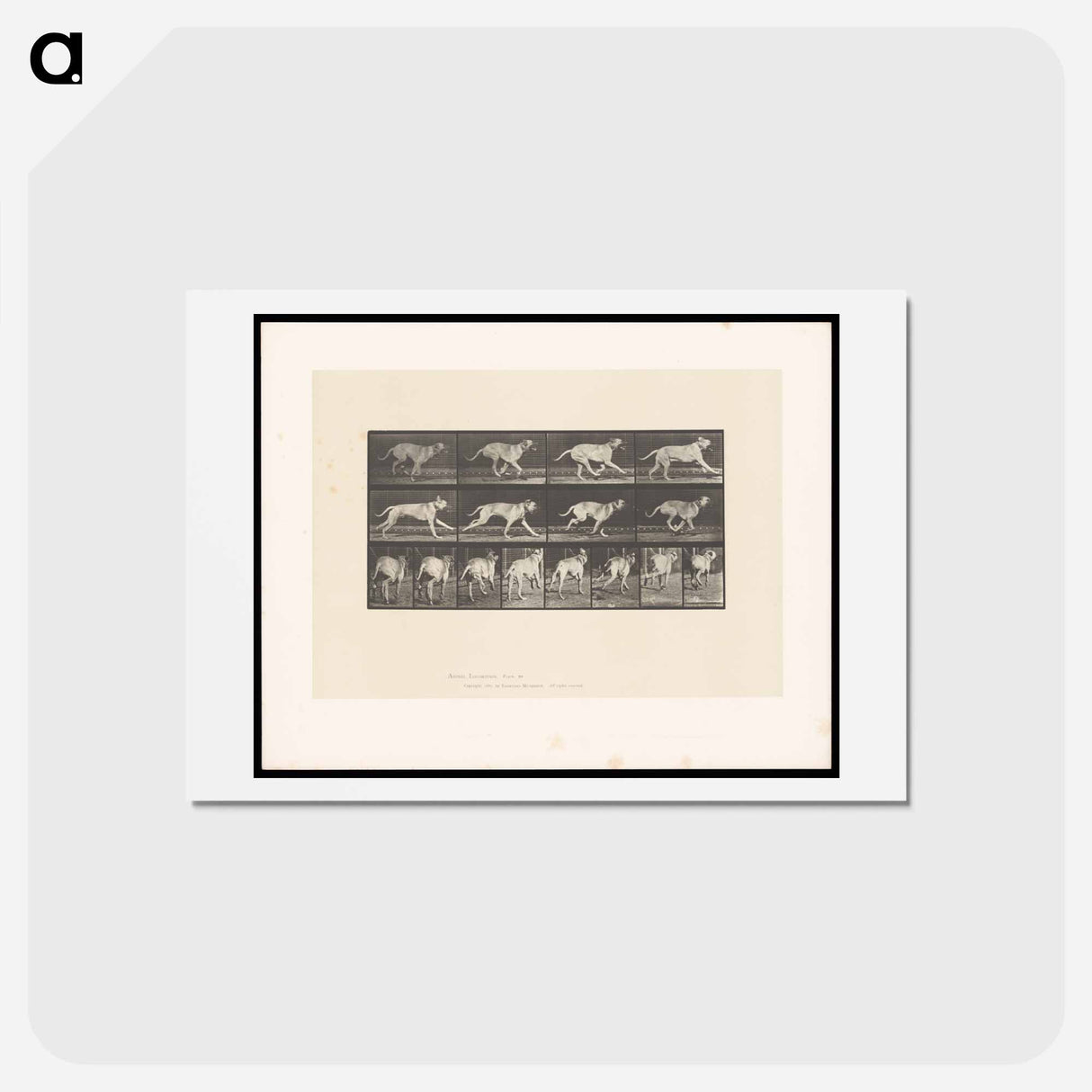 アートポストカード-Running Dog
 - エドワード マイブリッジ Postcard.