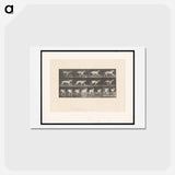 アートポストカード-Running Dog
 - エドワード マイブリッジ Postcard.