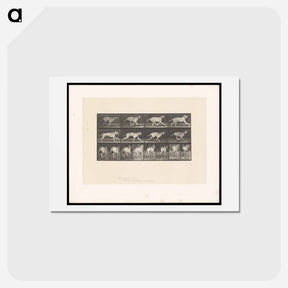 アートポストカード-Running Dog
 - エドワード マイブリッジ Postcard.