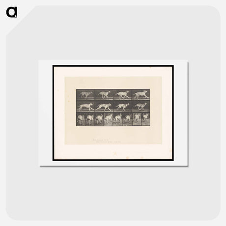 アートポストカード-Running Dog
 - エドワード マイブリッジ Postcard.