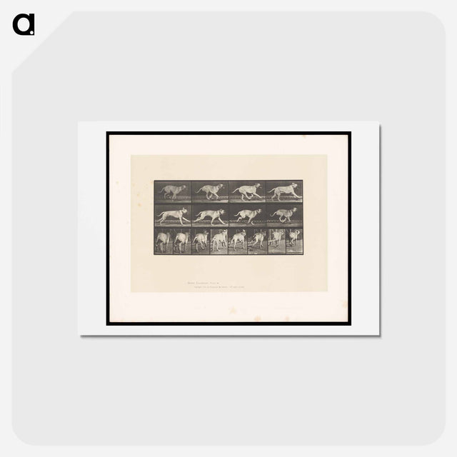アートポストカード-Running Dog
 - エドワード マイブリッジ Postcard.