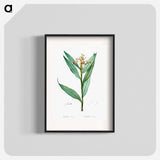 Globba erecta illustration - Pierre Joseph Redouté Poster.