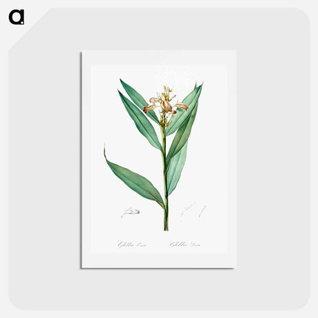 アートポストカード-Globba erecta illustration - ピエール ジョゼフ ルドゥーテ Postcard.