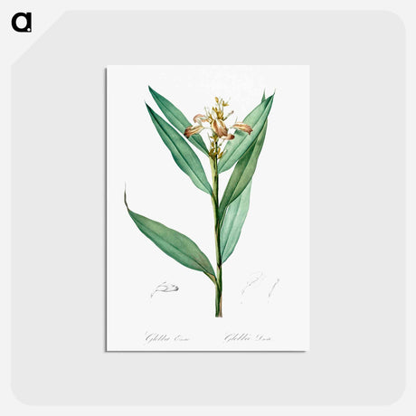 アートポストカード-Globba erecta illustration - ピエール ジョゼフ ルドゥーテ Postcard.