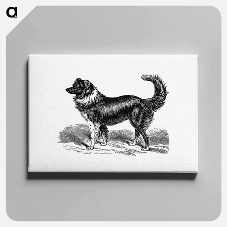 アートパネル-Dog
 - 大英図書館 Canvas.