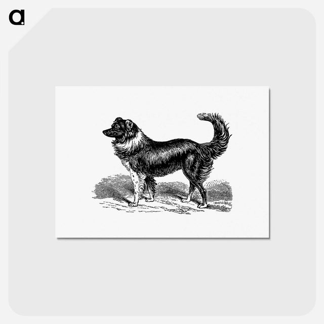 アートポストカード-Dog
 - 大英図書館 Postcard.