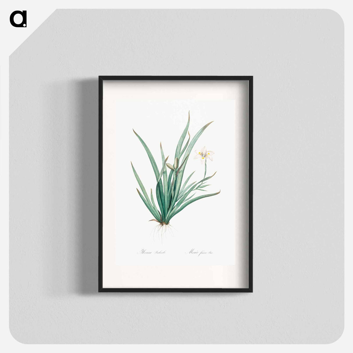 Fortnight lily illustration - Pierre Joseph Redouté Poster.
