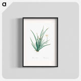 Fortnight lily illustration - Pierre Joseph Redouté Poster.
