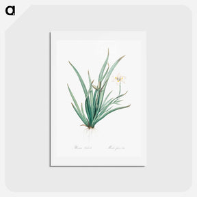 アートポストカード-Fortnight lily illustration - ピエール ジョゼフ ルドゥーテ Postcard.