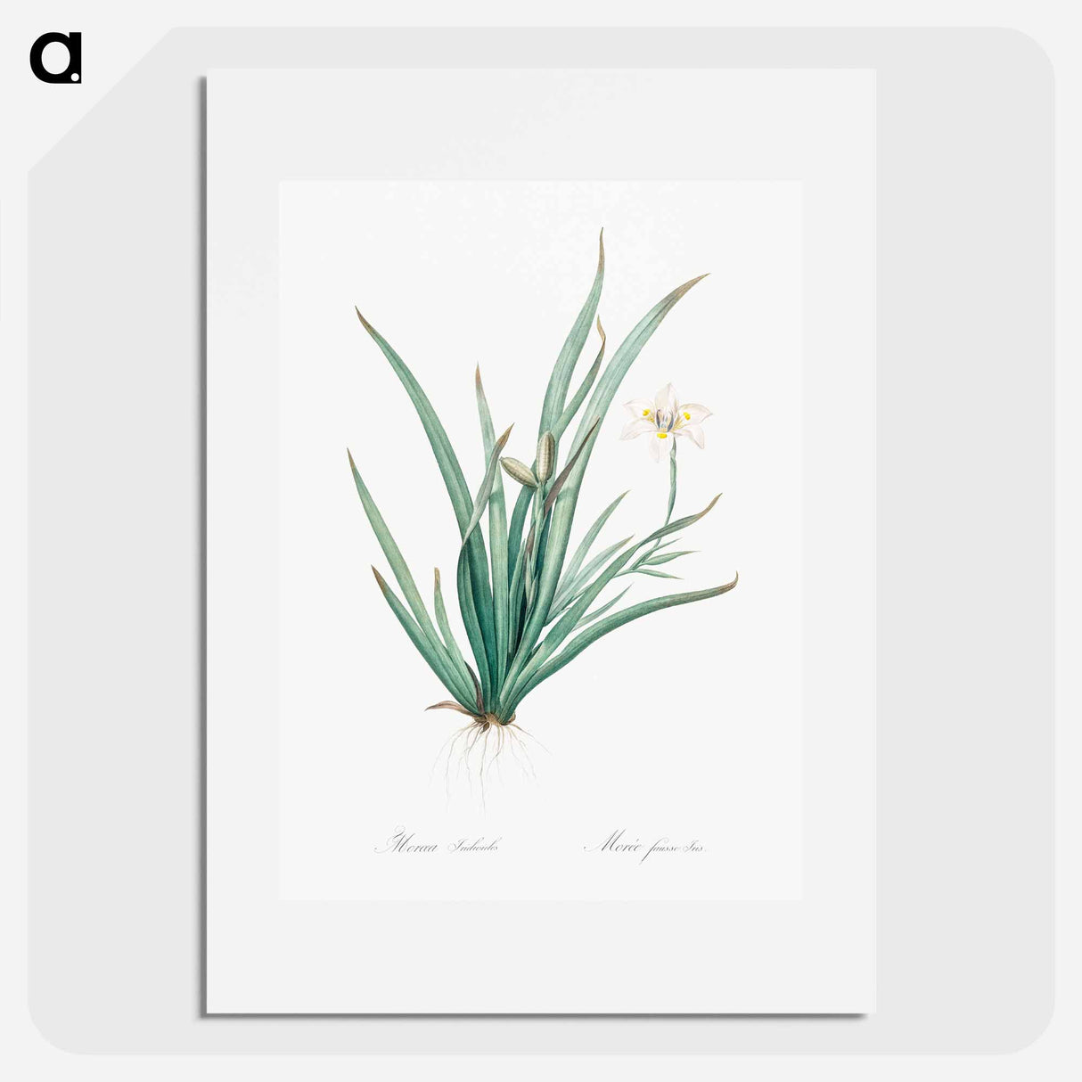 Fortnight lily illustration - Pierre Joseph Redouté Poster.