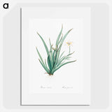 Fortnight lily illustration - Pierre Joseph Redouté Poster.