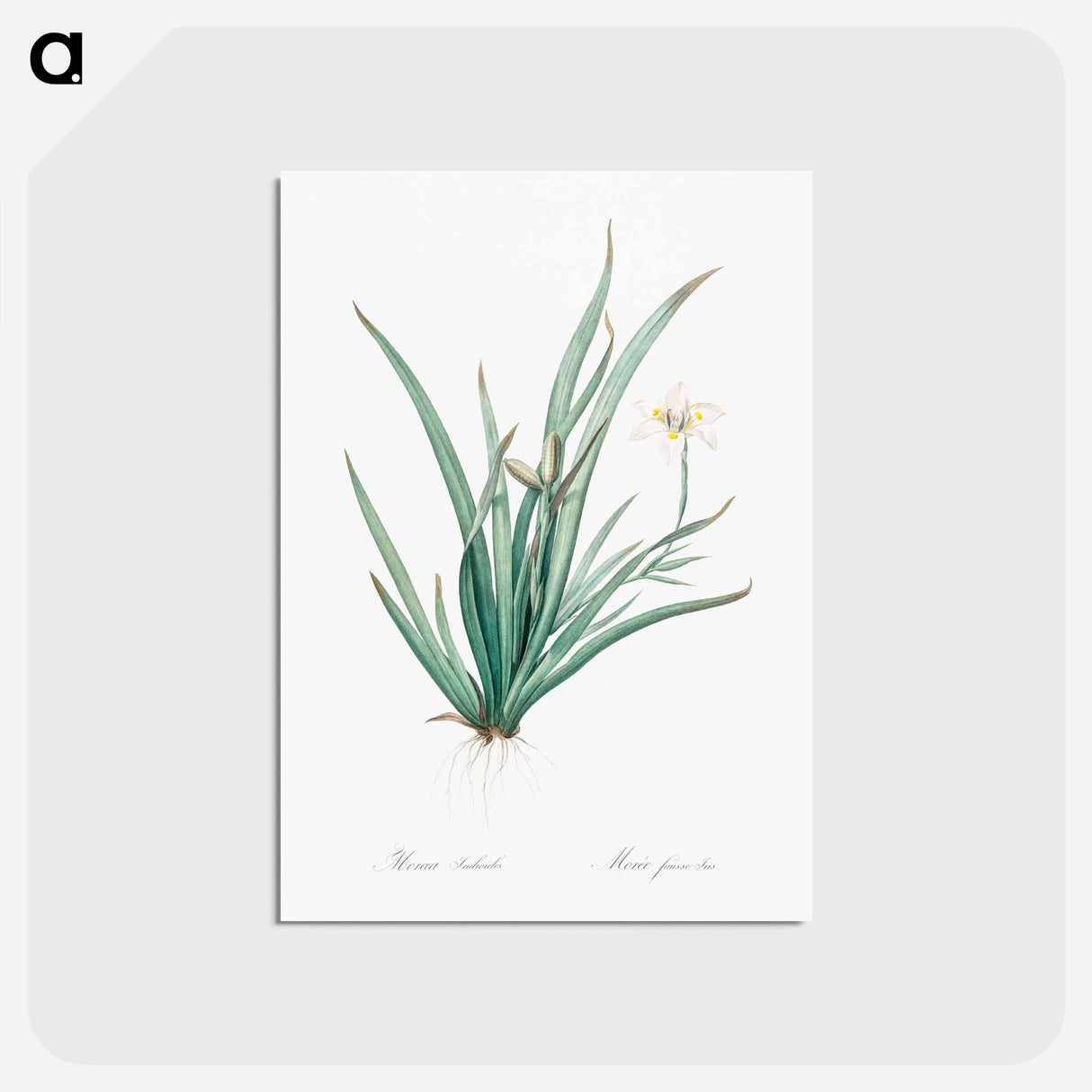 アートポストカード-Fortnight lily illustration - ピエール ジョゼフ ルドゥーテ Postcard.