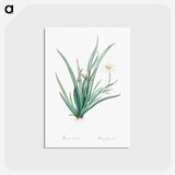 アートポストカード-Fortnight lily illustration - ピエール ジョゼフ ルドゥーテ Postcard.