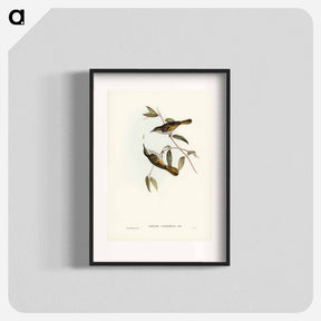 アートポスター-Cockerell's Honey-eater
 - ジョン グールド Poster.