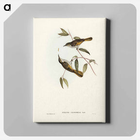 アートパネル-Cockerell's Honey-eater
 - ジョン グールド Canvas.