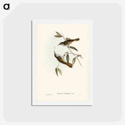 Cockerell's Honey-eater
 - ジョン グールド Postcard.