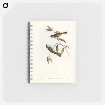 Cockerell's Honey-eater
 - ジョン グールド Memo.
