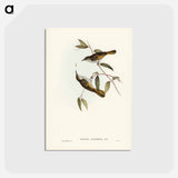 アートポストカード-Cockerell's Honey-eater
 - ジョン グールド Postcard.