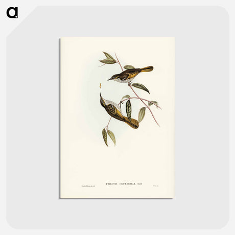 アートポストカード-Cockerell's Honey-eater
 - ジョン グールド Postcard.