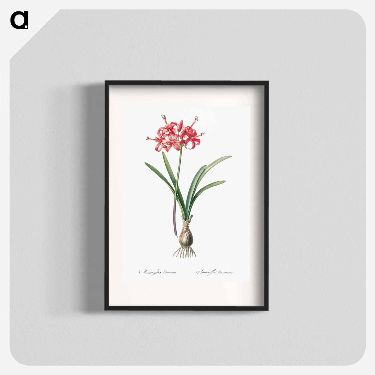 Guernsey lily illustration - Pierre Joseph Redouté Poster.