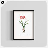 Guernsey lily illustration - Pierre Joseph Redouté Poster.