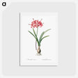 アートポストカード-Guernsey lily illustration - ピエール ジョゼフ ルドゥーテ Postcard.