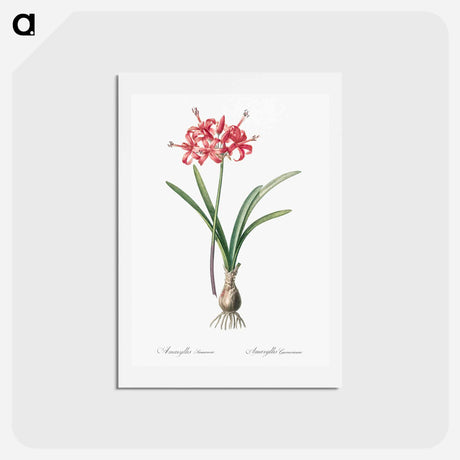 アートポストカード-Guernsey lily illustration - ピエール ジョゼフ ルドゥーテ Postcard.