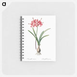Guernsey lily illustration - ピエール ジョゼフ ルドゥーテ Memo.