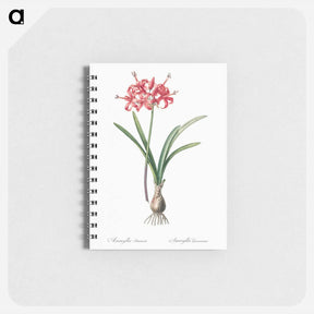 アートメモ帳-Guernsey lily illustration - ピエール ジョゼフ ルドゥーテ Memo.