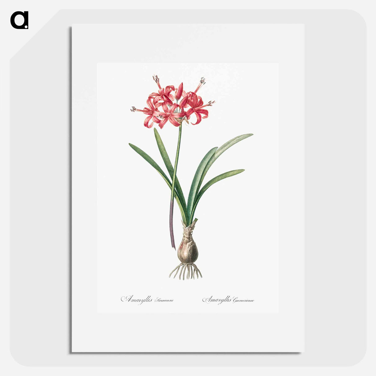 Guernsey lily illustration - Pierre Joseph Redouté Poster.