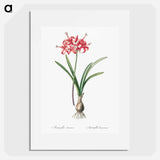 Guernsey lily illustration - Pierre Joseph Redouté Poster.