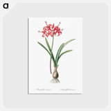 アートポストカード-Guernsey lily illustration - ピエール ジョゼフ ルドゥーテ Postcard.