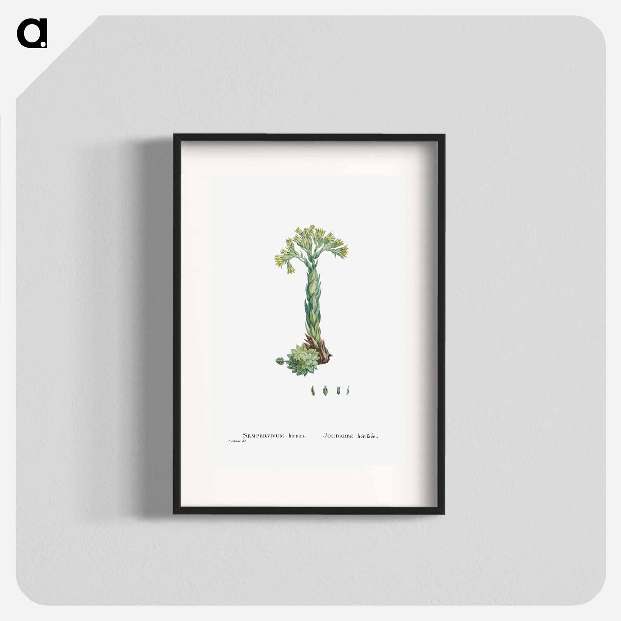 Sempervivum Hirtum (Rolling Hen and Chicks) - Pierre Joseph Redouté Poster.