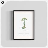 Sempervivum Hirtum (Rolling Hen and Chicks) - Pierre Joseph Redouté Poster.