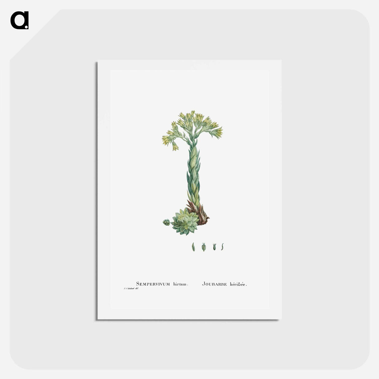 アートポストカード-Sempervivum Hirtum (Rolling Hen and Chicks) - ピエール ジョゼフ ルドゥーテ Postcard.