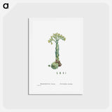 アートポストカード-Sempervivum Hirtum (Rolling Hen and Chicks) - ピエール ジョゼフ ルドゥーテ Postcard.