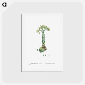 アートポストカード-Sempervivum Hirtum (Rolling Hen and Chicks) - ピエール ジョゼフ ルドゥーテ Postcard.
