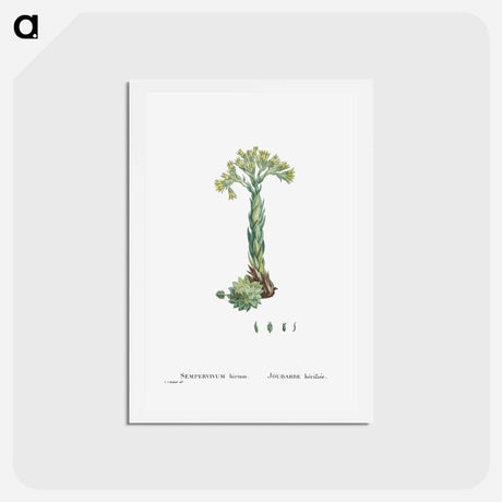 アートポストカード-Sempervivum Hirtum (Rolling Hen and Chicks) - ピエール ジョゼフ ルドゥーテ Postcard.
