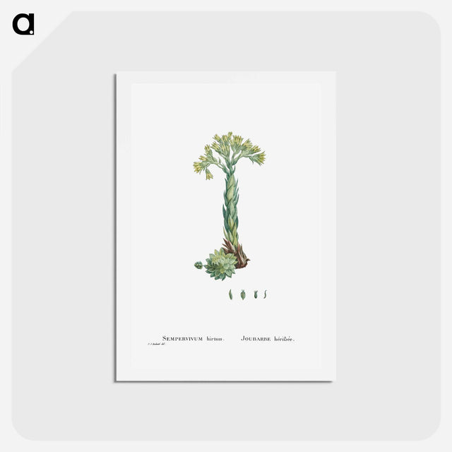 アートポストカード-Sempervivum Hirtum (Rolling Hen and Chicks) - ピエール ジョゼフ ルドゥーテ Postcard.
