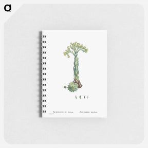 アートメモ帳-Sempervivum Hirtum (Rolling Hen and Chicks) - ピエール ジョゼフ ルドゥーテ Memo.