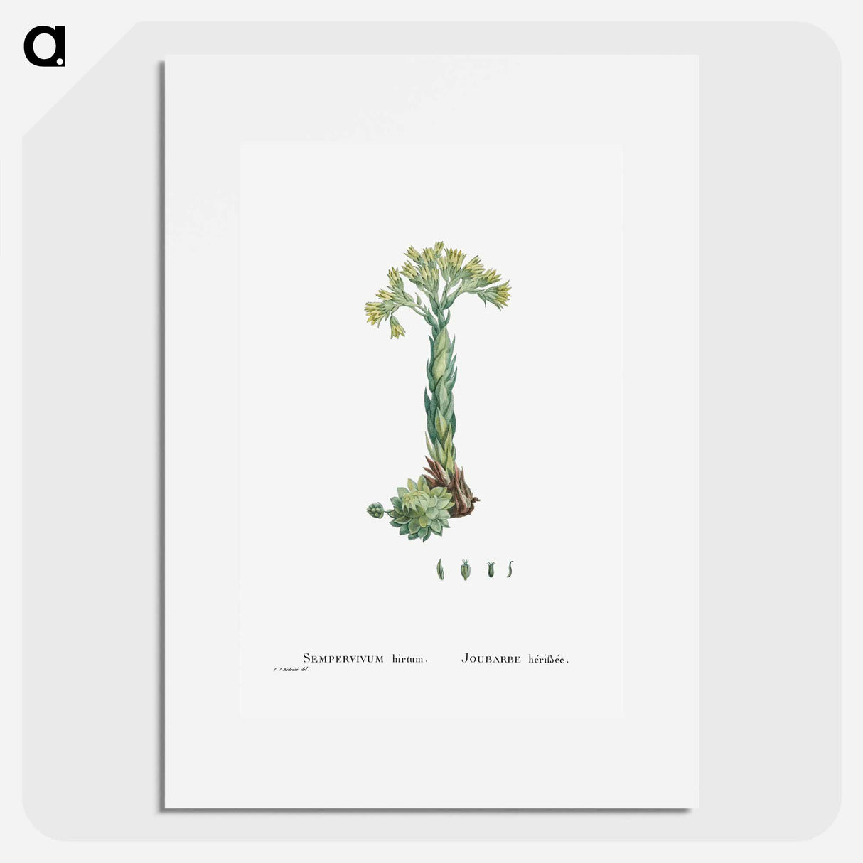 Sempervivum Hirtum (Rolling Hen and Chicks) - Pierre Joseph Redouté Poster.