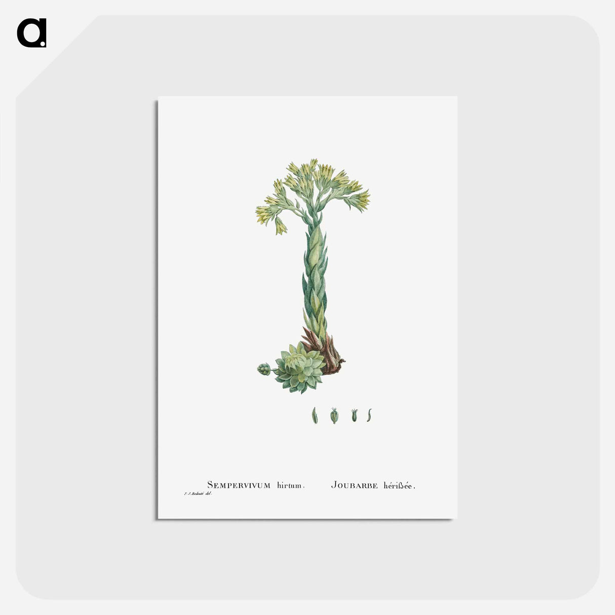 アートポストカード-Sempervivum Hirtum (Rolling Hen and Chicks) - ピエール ジョゼフ ルドゥーテ Postcard.