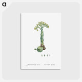 アートポストカード-Sempervivum Hirtum (Rolling Hen and Chicks) - ピエール ジョゼフ ルドゥーテ Postcard.