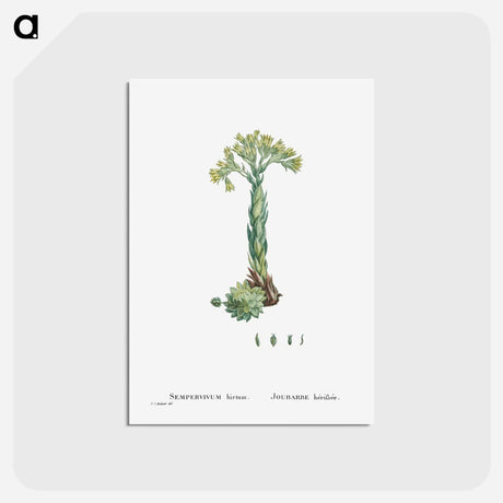 アートポストカード-Sempervivum Hirtum (Rolling Hen and Chicks) - ピエール ジョゼフ ルドゥーテ Postcard.