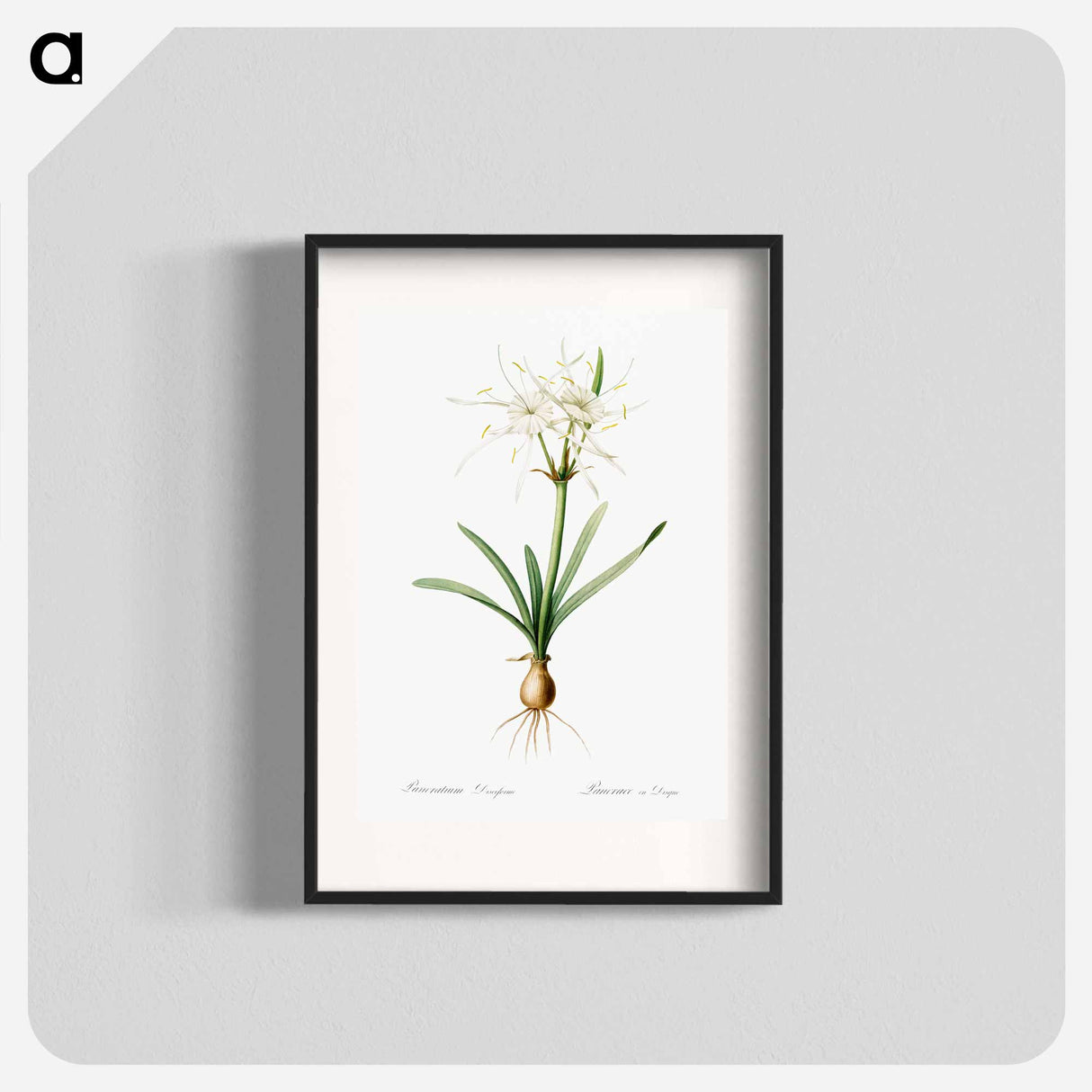 Streambank spiderlily - Pierre Joseph Redouté Poster.