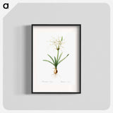 Streambank spiderlily - Pierre Joseph Redouté Poster.