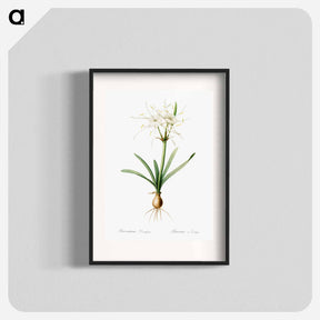 アートポスター-Streambank spiderlily - ピエール ジョゼフ ルドゥーテ Poster.